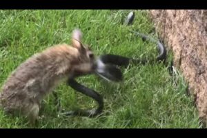 Top 10 CRAZIEST animal fights caught on camera last week