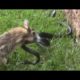 Top 10 CRAZIEST animal fights caught on camera last week