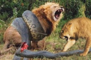 Top 10 Craziest animal fights caught on camera! Wild animal attacks!!!
