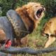 Top 10 Craziest animal fights caught on camera! Wild animal attacks!!!