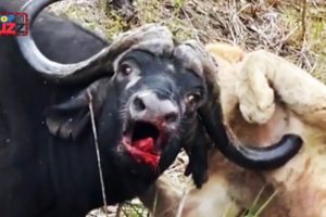 Top 10 EXTREME CRAZY ANIMAL FIGHTS ON 2018