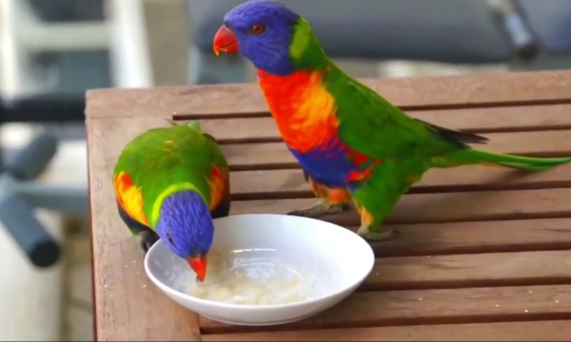 Top 20 Most Beautiful Playing Parrot | Colourfull Parrots