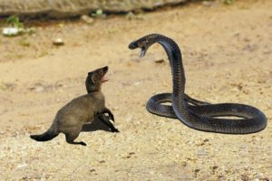 Top 5 battle of snake vs wild animal - snake vs mongoose,eagle,monkey,rabit...