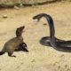 Top 5 battle of snake vs wild animal - snake vs mongoose,eagle,monkey,rabit...