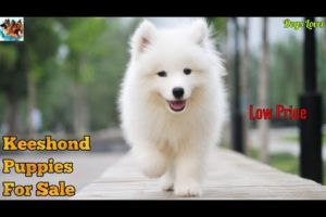 Top Quality Keeshond Puppies For Sale || Cute Puppies For Sale ?