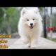 Top Quality Keeshond Puppies For Sale || Cute Puppies For Sale ?