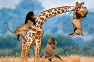 Top Real Most Amazing Moments Of Wild Animal Fights || Wild Animal Fights