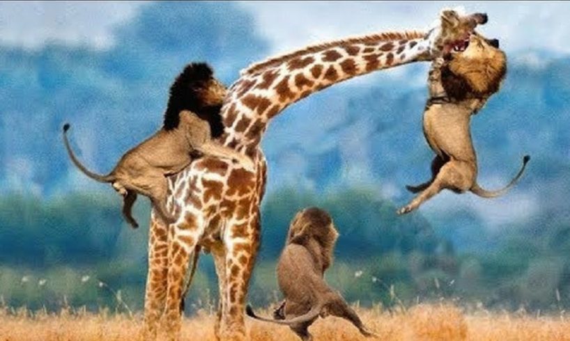 Top Real Most Amazing Moments Of Wild Animal Fights || Wild Animal Fights