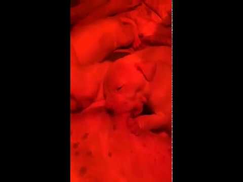 Two days old cute puppies | Dogo Argentino puppies | Village dogs