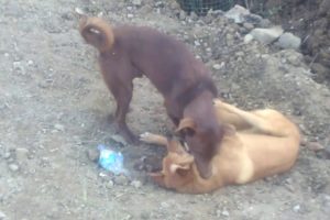 Two dogs playing