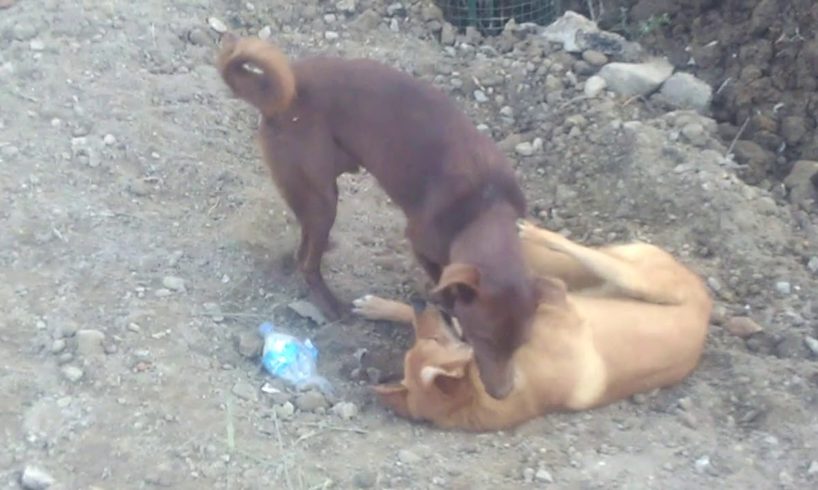 Two dogs playing