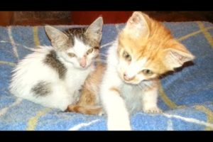 Two rescued kittens became friends