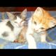 Two rescued kittens became friends