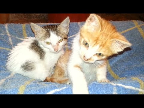 Two rescued kittens became friends