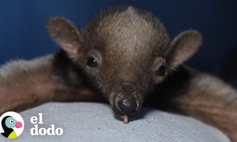 Un pequeñito animal cae de un árbol y no encuentra a su mamá | El Dodo