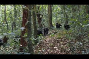 Violent chimpanzee attack - Planet Earth - BBC wildlife