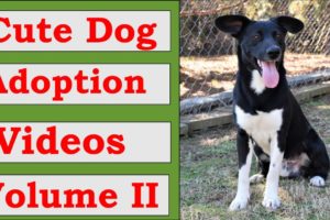 Vol. 2 of Cute Dog Adoption Videos from the Randolph Co. Animal Shelter in Wedowee, AL.