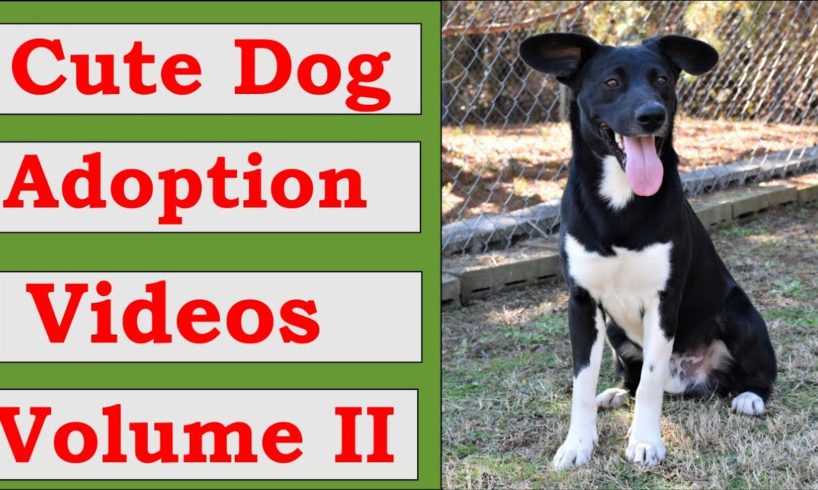 Vol. 2 of Cute Dog Adoption Videos from the Randolph Co. Animal Shelter in Wedowee, AL.