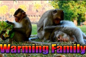 Warming Family Monkeys | WildLife Animals