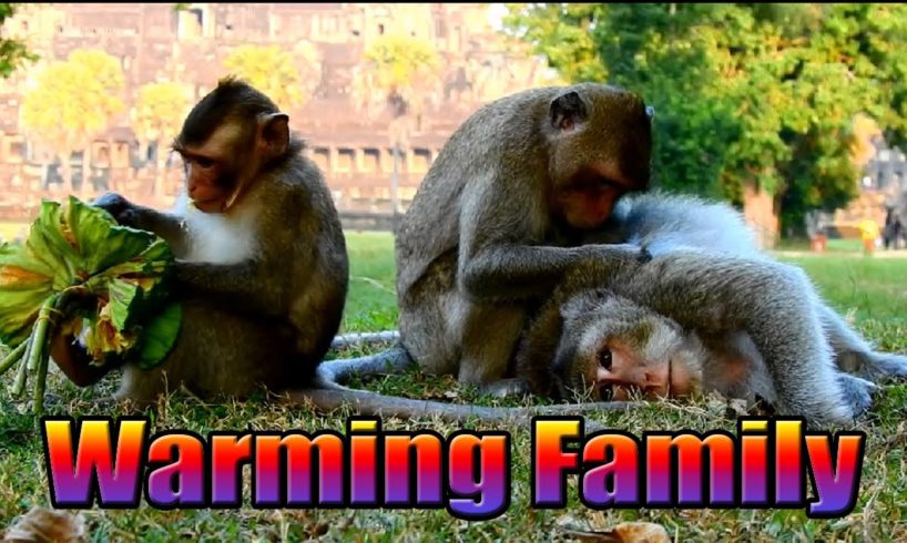 Warming Family Monkeys | WildLife Animals