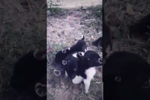 Watsapp status video - Cute puppies Part 2