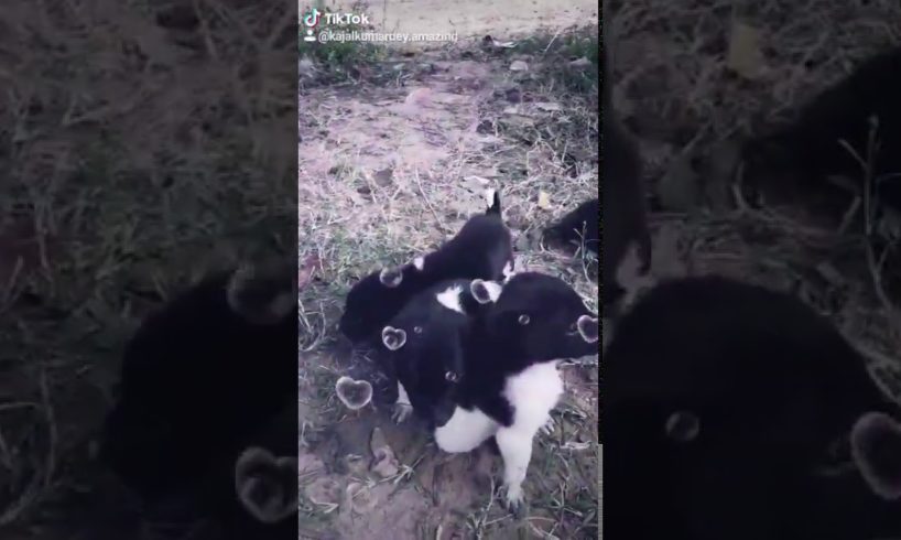 Watsapp status video - Cute puppies Part 2