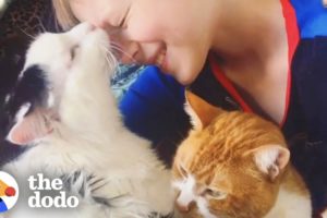 What Happens After You Rescue A Cat | The Dodo