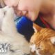 What Happens After You Rescue A Cat | The Dodo