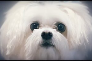 Who's The Cutest Puppy?  || FUTURE BOYFRIENDS