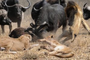 Wild Animal Fights 2019 -Lion vs Animals Buffalo vs Elephant, Leopard vs Impala, Warthog...