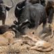 Wild Animal Fights 2019 -Lion vs Animals Buffalo vs Elephant, Leopard vs Impala, Warthog...