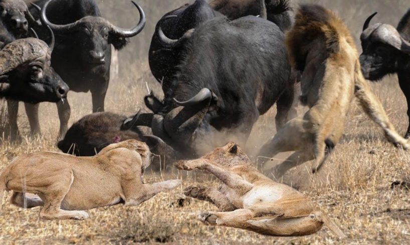 Wild Animal Fights 2019 -Lion vs Animals Buffalo vs Elephant, Leopard vs Impala, Warthog...