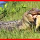 Wild Animal Fights To The Death [NEW] | Animal Attacks in The Wild | Animal Fights
