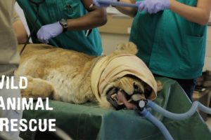 Wild Animal Rescue - Felida Tigers And Lionsrock