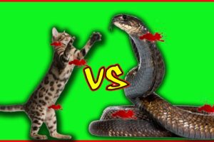 Wild Animals Fights - CAT vs SNAKE - Real Fight Videos Compilation