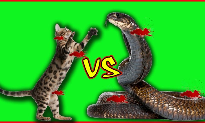 Wild Animals Fights - CAT vs SNAKE - Real Fight Videos Compilation