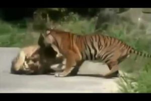 Wild Life Animal Fights A male and a female lion kills Cheetah and various wild animal fights