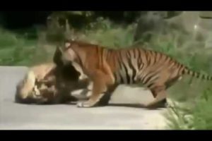 Wild Life Animal Fights   A male and a female lion kills Cheetah and various wild animal fights