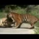 Wild Life Animal Fights   A male and a female lion kills Cheetah and various wild animal fights