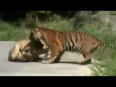 Wild Life Animal Fights   A male and a female lion kills Cheetah and various wild animal fights