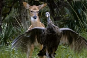 Wild Turkeys Play with Deer | BBC Earth
