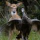 Wild Turkeys Play with Deer | BBC Earth