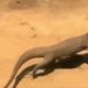 Wild animals fight to death   CRAZIEST Animal Fights Caught   Centipele  ,Snake Alive ,Komodo  #