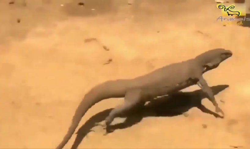 Wild animals fight to death   CRAZIEST Animal Fights Caught   Centipele  ,Snake Alive ,Komodo  #