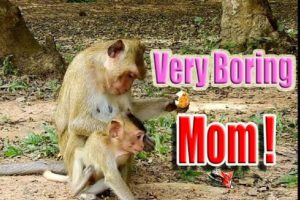 WildLife Animals - All About Monkeys Playing Amazing! Key of Secret #05