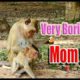 WildLife Animals - All About Monkeys Playing Amazing! Key of Secret #05