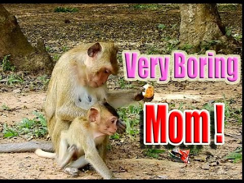 WildLife Animals - All About Monkeys Playing Amazing! Key of Secret #05
