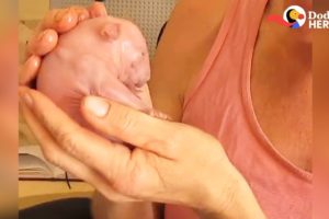 Woman Carries Around Tiny Rescued Wombat Like She's Her Own Baby | Dodo Heroes Season 1