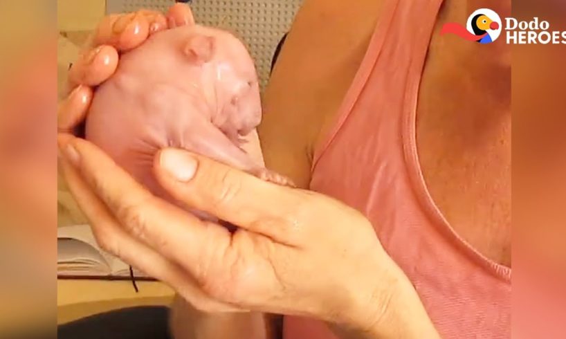 Woman Carries Around Tiny Rescued Wombat Like She's Her Own Baby | Dodo Heroes Season 1