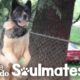 Woman Never Stops Trying To Rescue Sweet Dog Chained To A Tree | The Dodo Soulmates